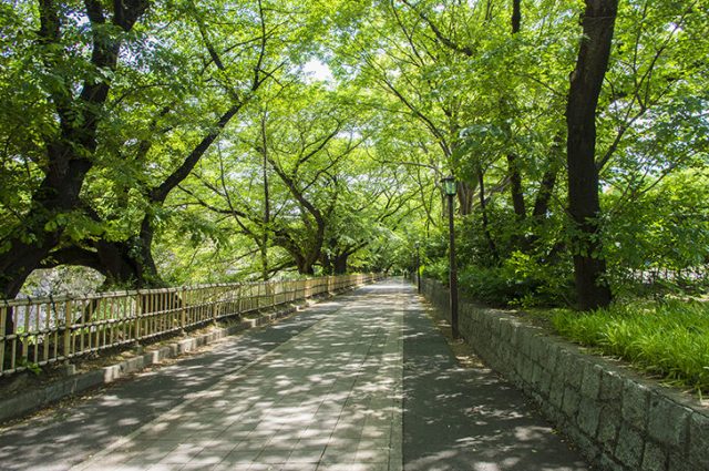 Nagoya cũng có những nơi có cây xanh phong phú
